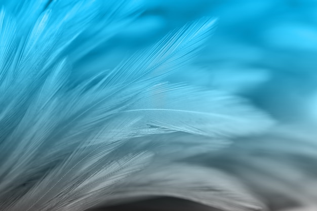 Colorful bird and chicken feathers in soft and blur style for the background