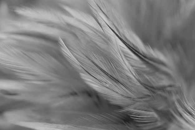 Colorful bird and chicken feathers in soft and blur style for the background