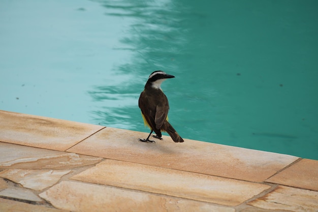 農場のカラフルな鳥