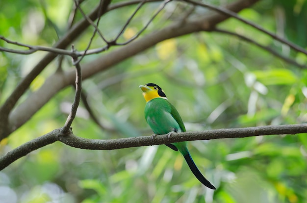 カラフルな鳥ロングテールの広葉樹枝