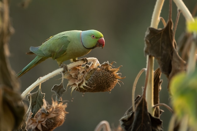 写真 枝にカラフルな鳥