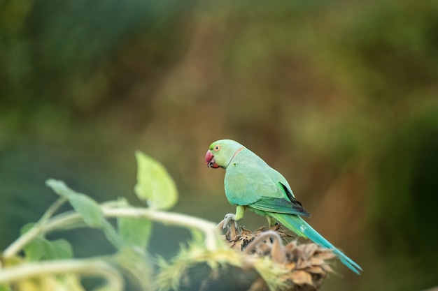 写真 枝にカラフルな鳥