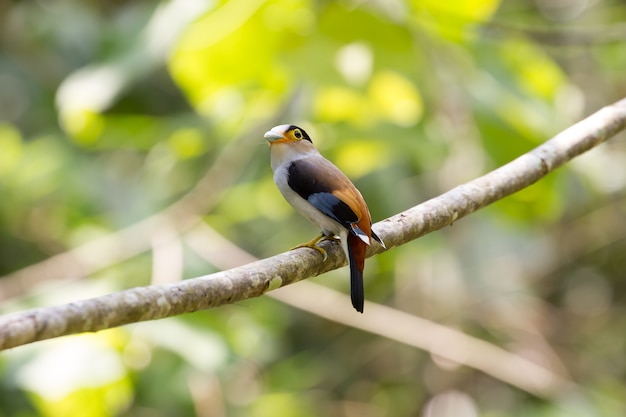 Colorful bird Silver - breasted broadbil