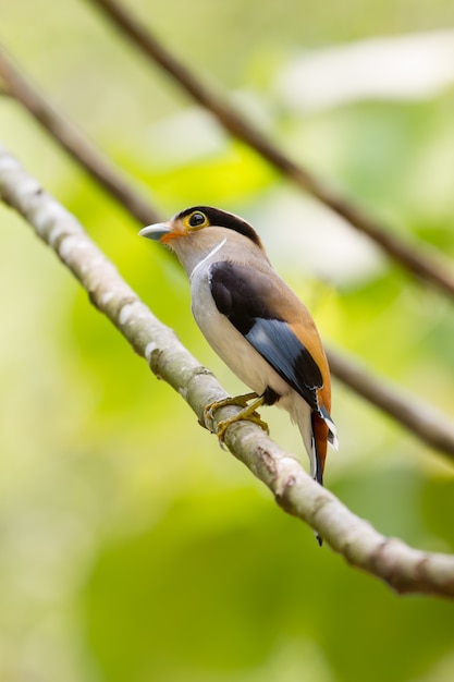 Photo colorful bird silver - breasted broadbil