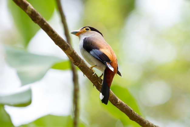 Photo colorful bird silver - breasted broadbil