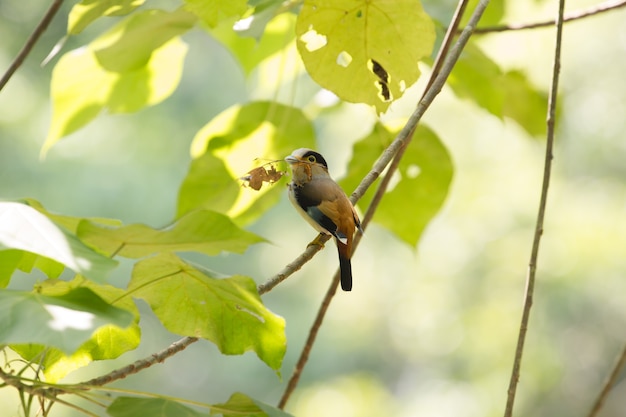 Colorful bird Silver - breasted broadbil