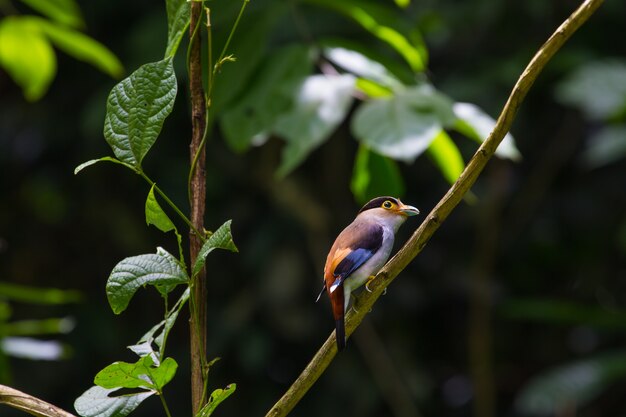 Photo colorful bird silver-breasted broadbil