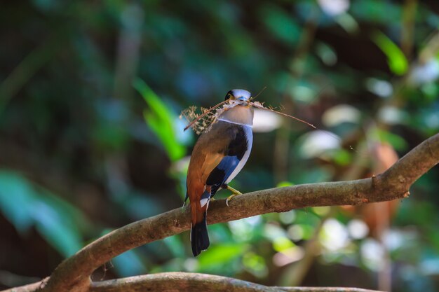 Colorful bird Silver-breasted broadbil