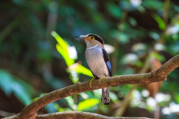 Photo colorful bird silver-breasted broadbil