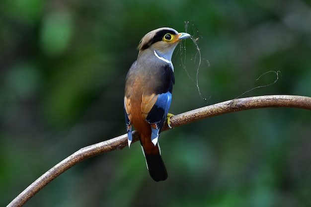 Colorful bird Silver-breasted broadbil