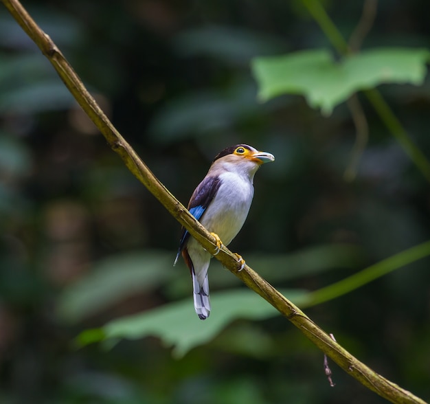 Красочная птица Серебряно-грудью широковещательная (Serilophus lunatus) на ветке дерева