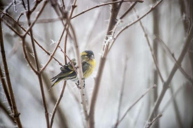 冬の枝と氷の結晶の上に座ってカラフルな鳥マヒワ