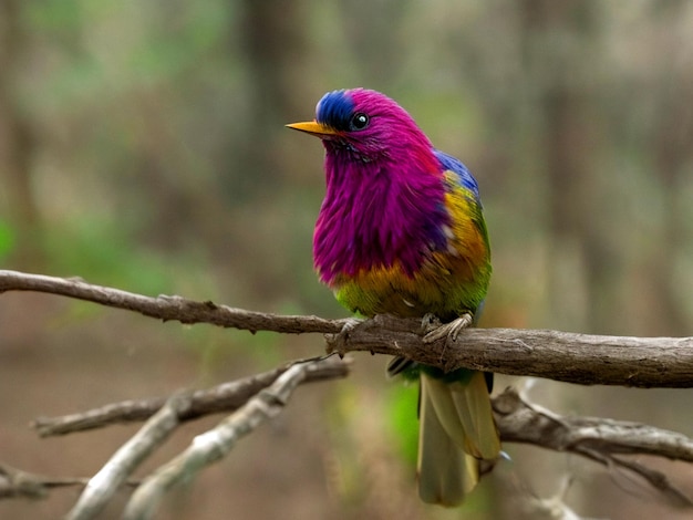 A colorful bird sits on a branch in the forest with bur background