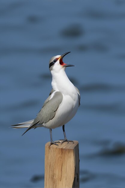 木の枝に立つカラフルな鳥