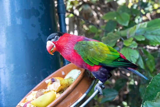 A colorful bird with green and red feathers is standing next to a bowl of fruit.