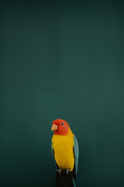 Photo a colorful bird with a red head