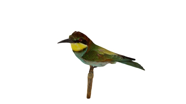 A colorful bird with a yellow head and green wings sits on a stick.