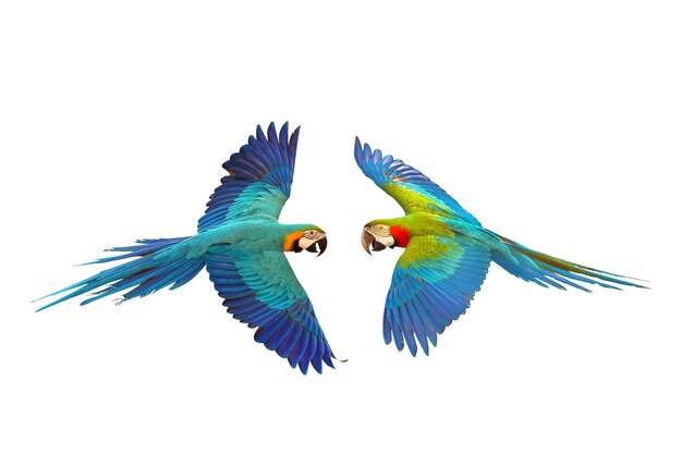 Colorful of birds Blue and gold macaw and Harlequin macaw flying isolated on white background.