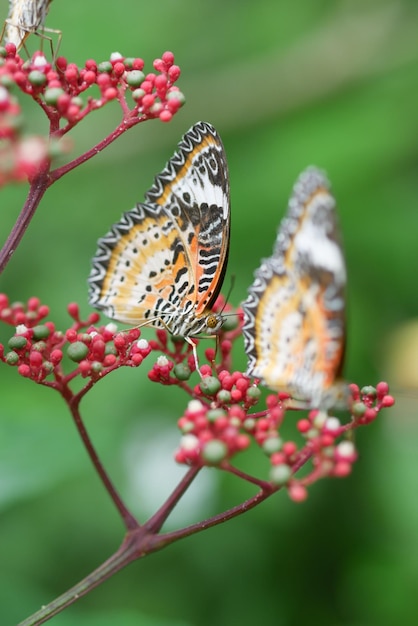 Colorful black and blue butterfly in summer time