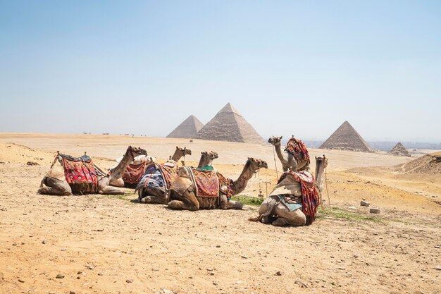 Colorful blanketed camels rest before their next riders against the backdrop of the great pyramids at Giza Pyramids