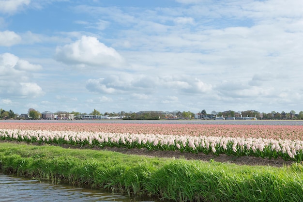 네덜란드 시골의 운하 근처에 있는 흰색 파란색과 분홍색 히아신스의 화려한 꽃밭