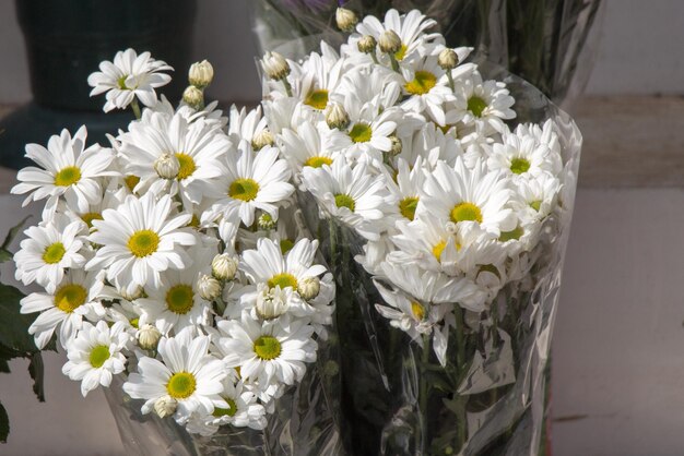 Colorful blooming flowers in vase