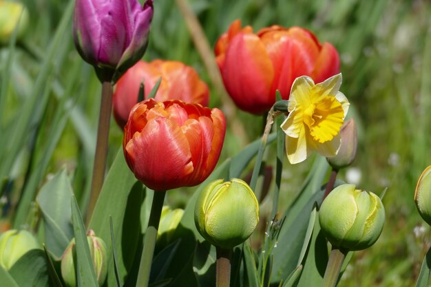 Colorful blooming garden tulips in may