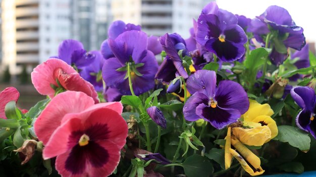 Colorful blooming pansies