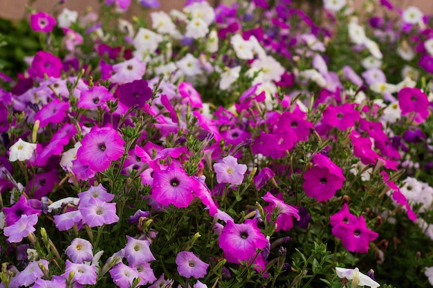 カラフルに咲くペチュニアの花