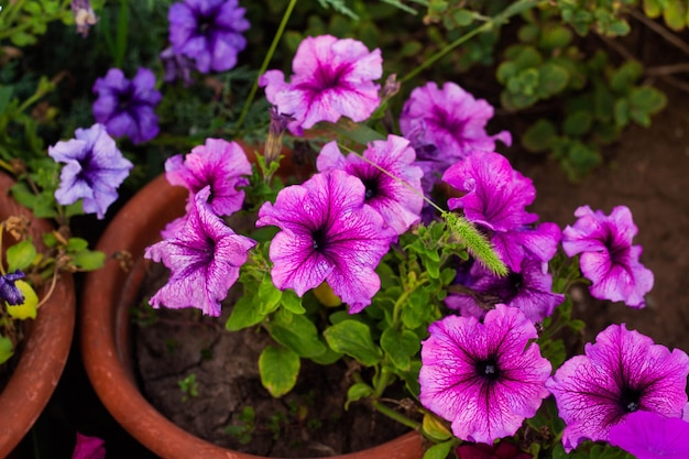 カラフルに咲くペチュニアの花