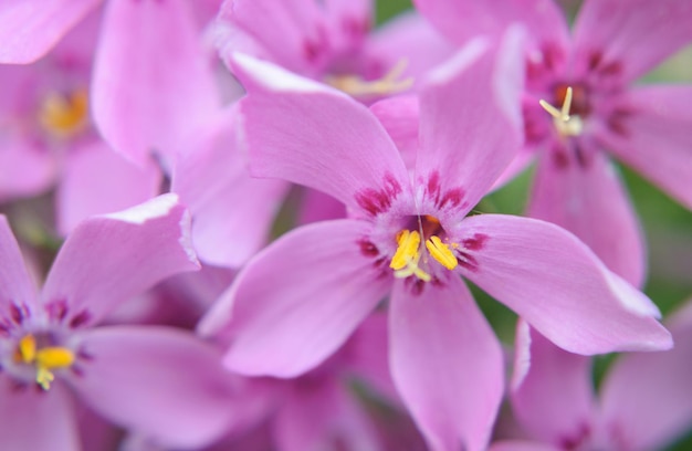 Colorful blooming pink creeping phlox (phlox subulata or mountain phlox). Macro shot of a spring flower as background.