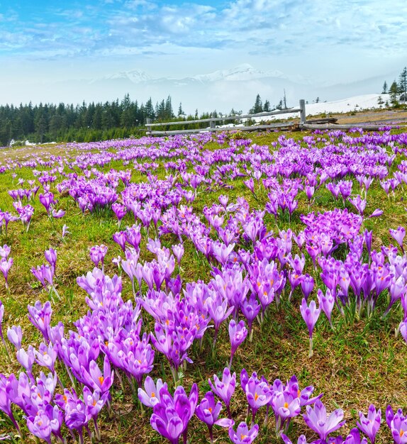 Colorful blooming purple Crocus heuffelianus Crocus vernus alpine flowers on spring Carpathian mountain plateau valley Ukraine Europe Beautiful conceptual spring or early summer landscape