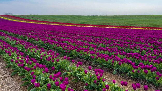 Красочные цветущие поля тюльпанов в облачный день в Нидерландах