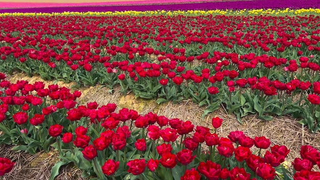 Colorful blooming tulip fields on a cloudy day in the Netherlands