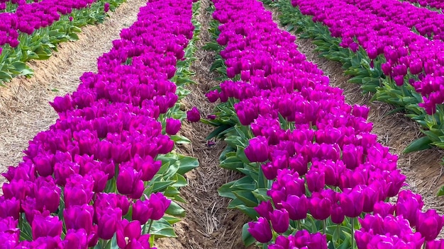 Красочные цветущие поля тюльпанов в облачный день в Нидерландах