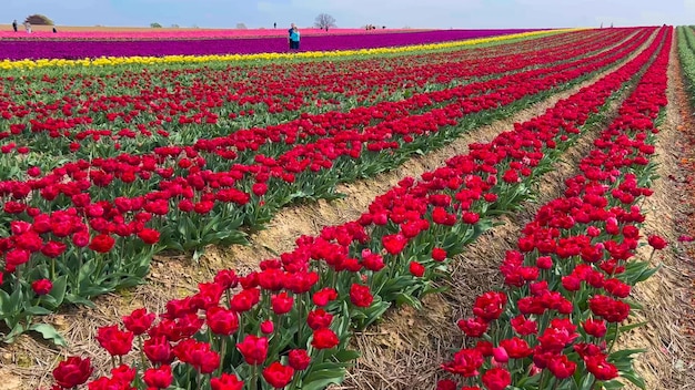 Colorful blooming tulip fields on a cloudy day in the Netherlands