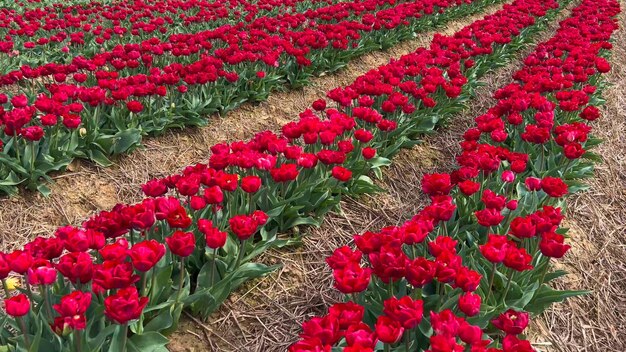 Colorful blooming tulip fields on a cloudy day in the Netherlands