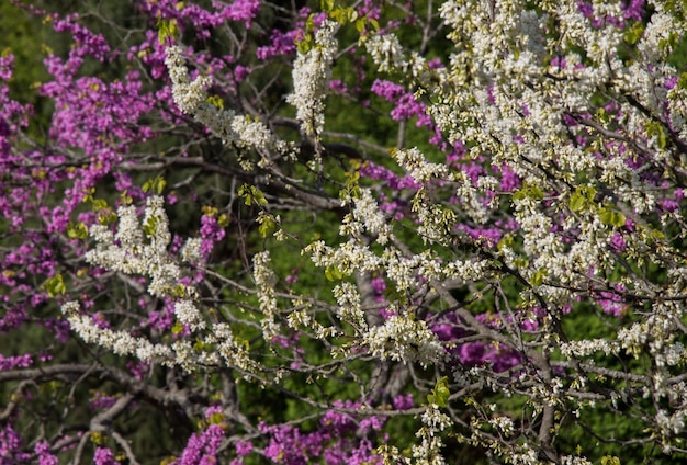 Colorful blooming wild spring flowers in view