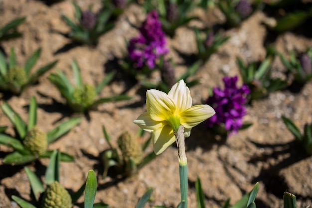 Colorful blooming wild spring flowers in view