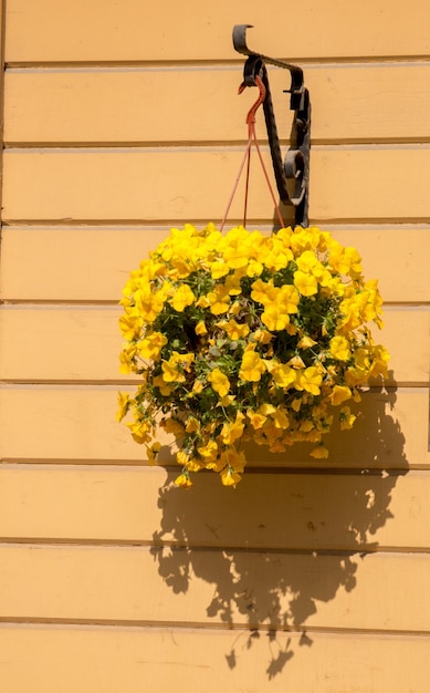 Colorful blooming wild spring flowers in view