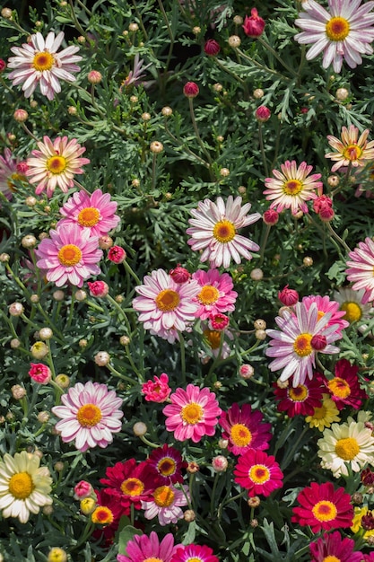 Photo colorful blooming wild spring flowers in view