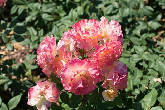 Colorful blooming wild spring flowers in view