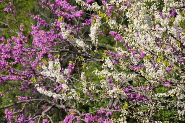 Colorful blooming wild spring flowers