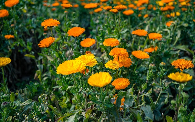 Photo colorful blossom flower during spring season.