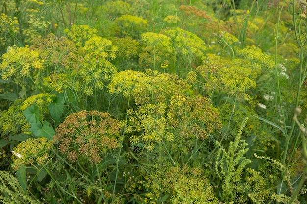 庭のディルのベッドの上の色とりどりの花