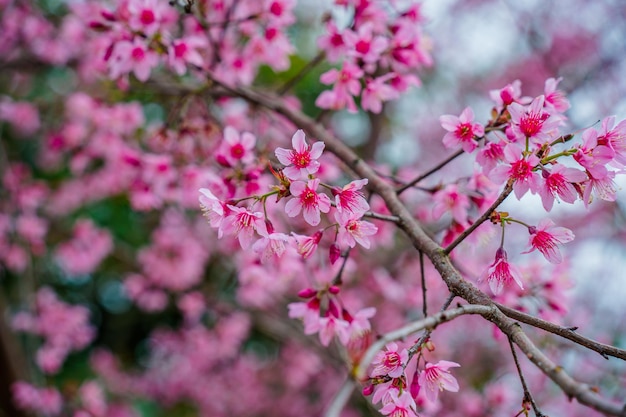 テトフェスティバルベトナム月年桃の花の前に小さな村に色とりどりの花が咲く