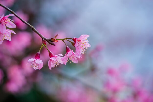 テトフェスティバルベトナム月年桃の花の前に小さな村に色とりどりの花が咲く
