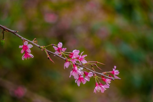 Colorful blossoms bloom in small village before Tet Festival Vietnam Lunar Year Peach flower