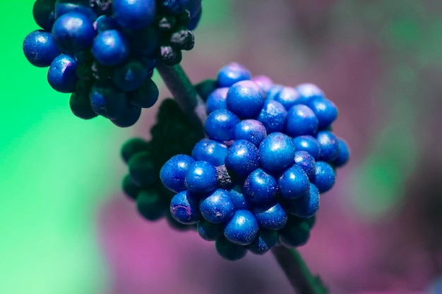 Photo colorful blue berries hanging on branch