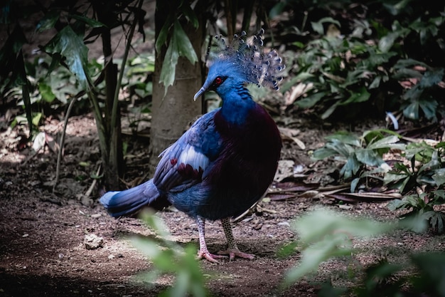 Foto uccello blu colorato